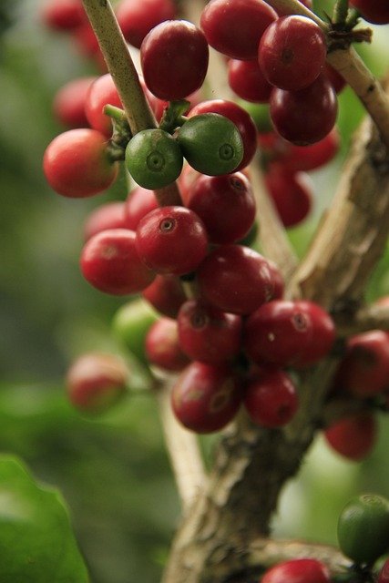 coffee beans growing